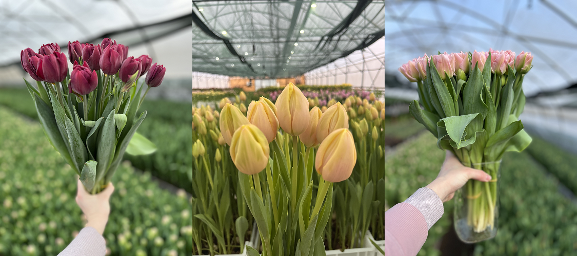 Предлагаем свежую срезку тюльпанов к 8 марта