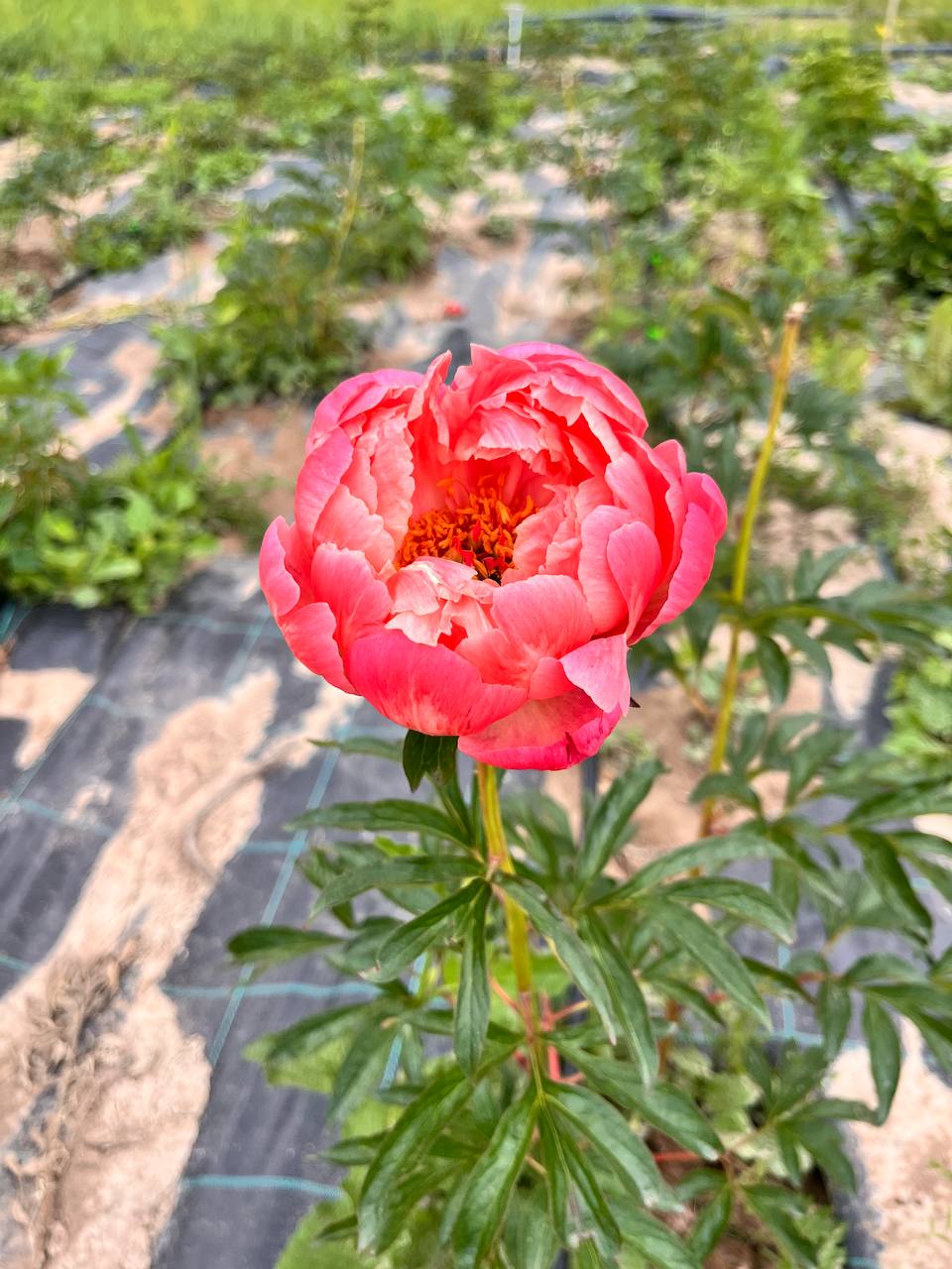 Принимаем предзаказы на голландские корни пионов