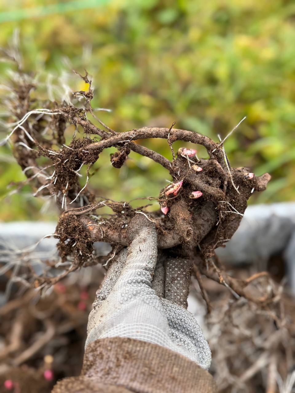 Посадочный материал и пионы