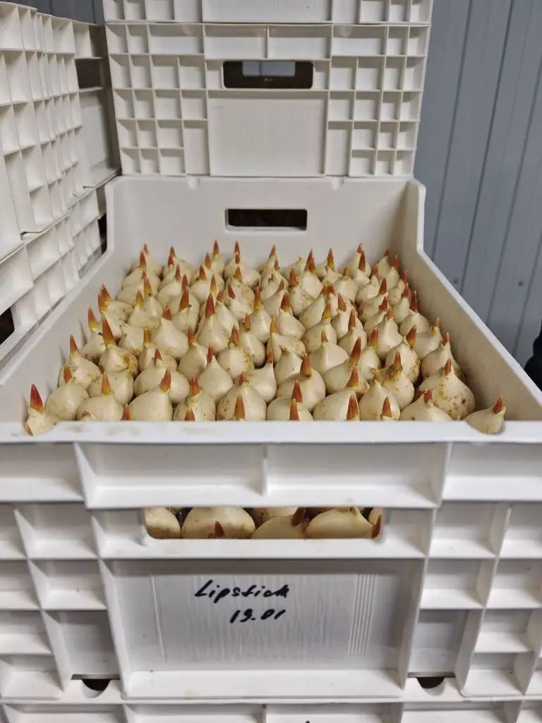 Ферма и теплицы