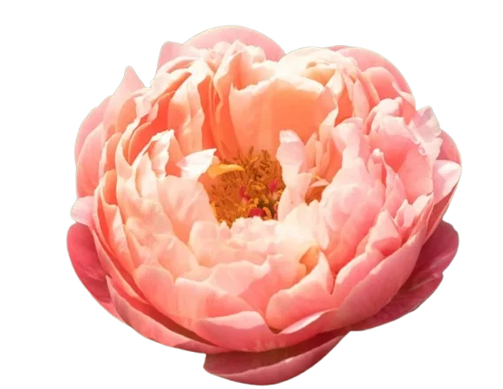 Корень пиона Coral Charm 1 шт. Предзаказ.