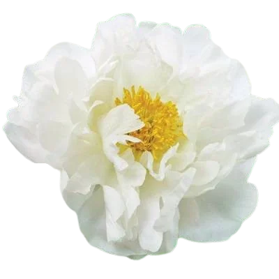 Корень пиона Class Act 1 шт. Предзаказ.