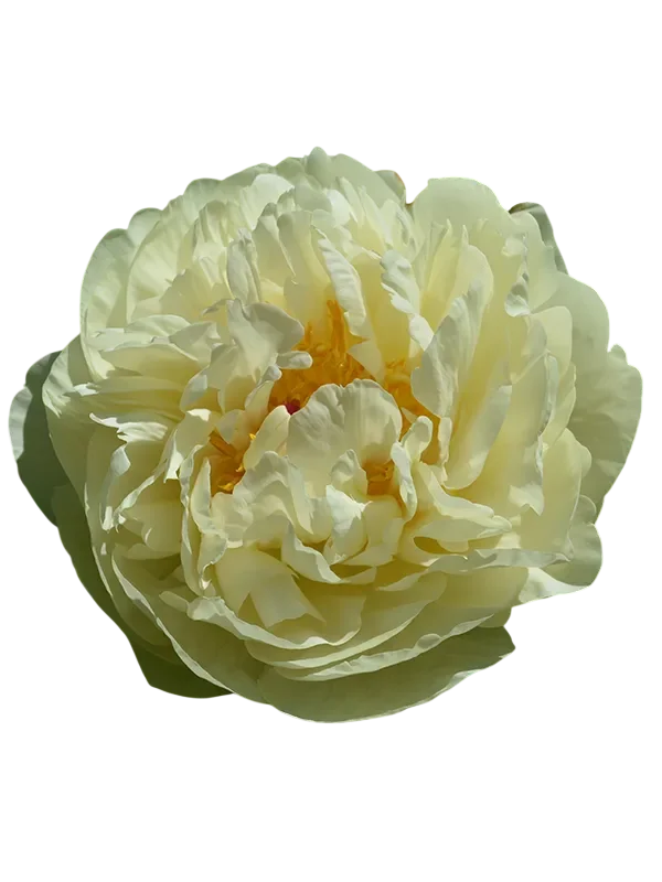 Корень пермиум пиона  Seidl's Super 1 шт. Предзаказ.