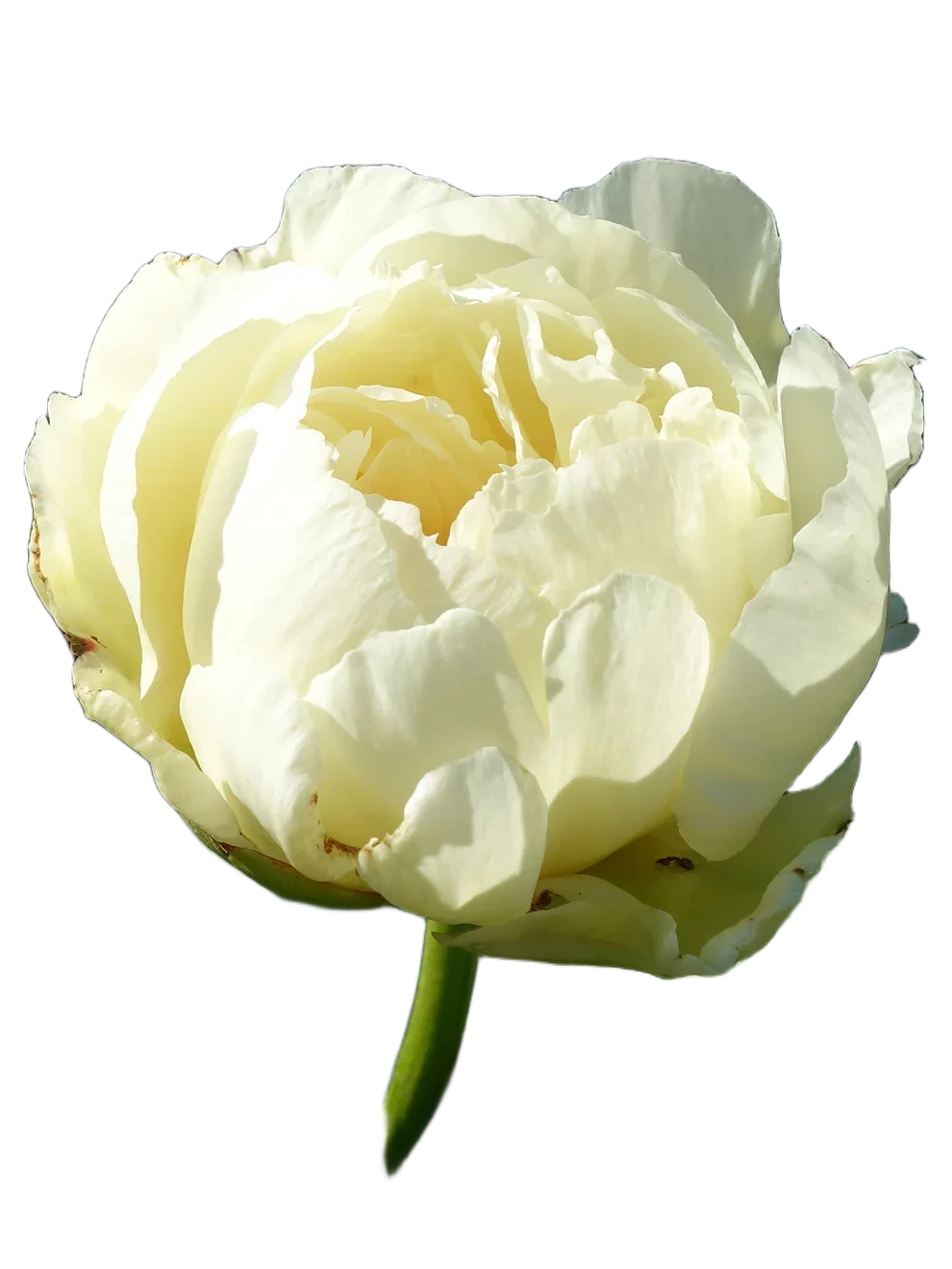 Корень премиум пиона Vanilla Schnapps 1 шт. Предзаказ.