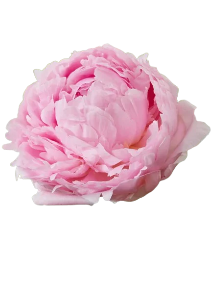 Корень пиона Pillow Talk 1 шт. Предзаказ.