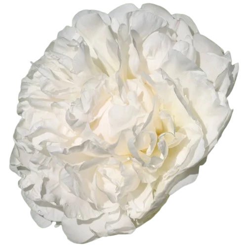 Корень пиона Puffed Cotton 1 шт. Предзаказ.