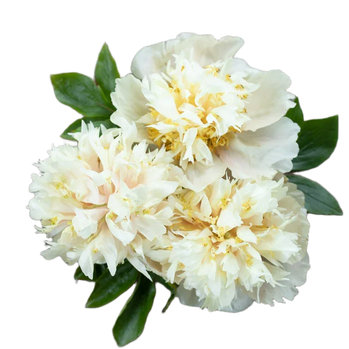 Корень премиум пиона Quitzin 1 шт. Предзаказ.