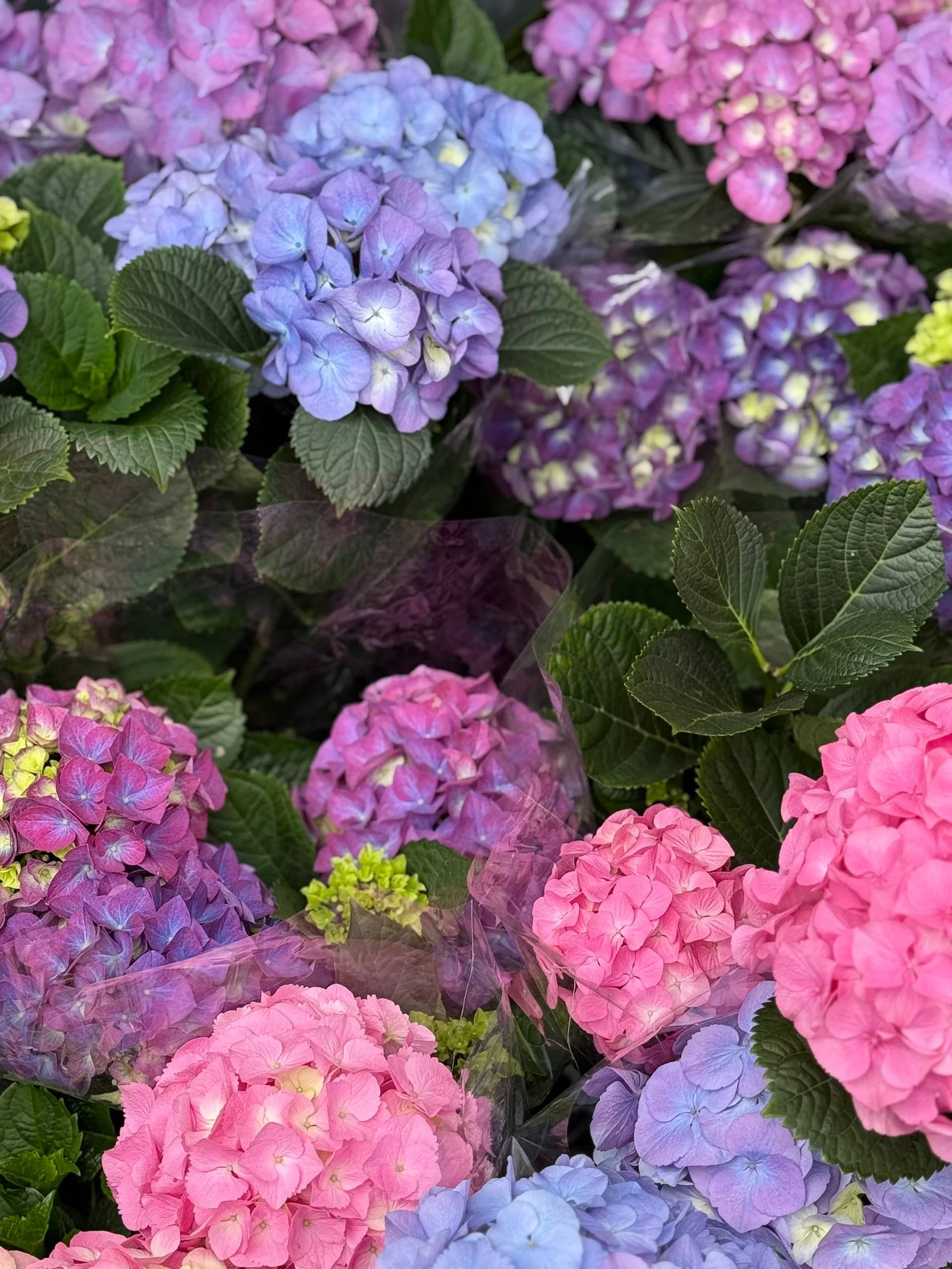 Гортензия в горшке