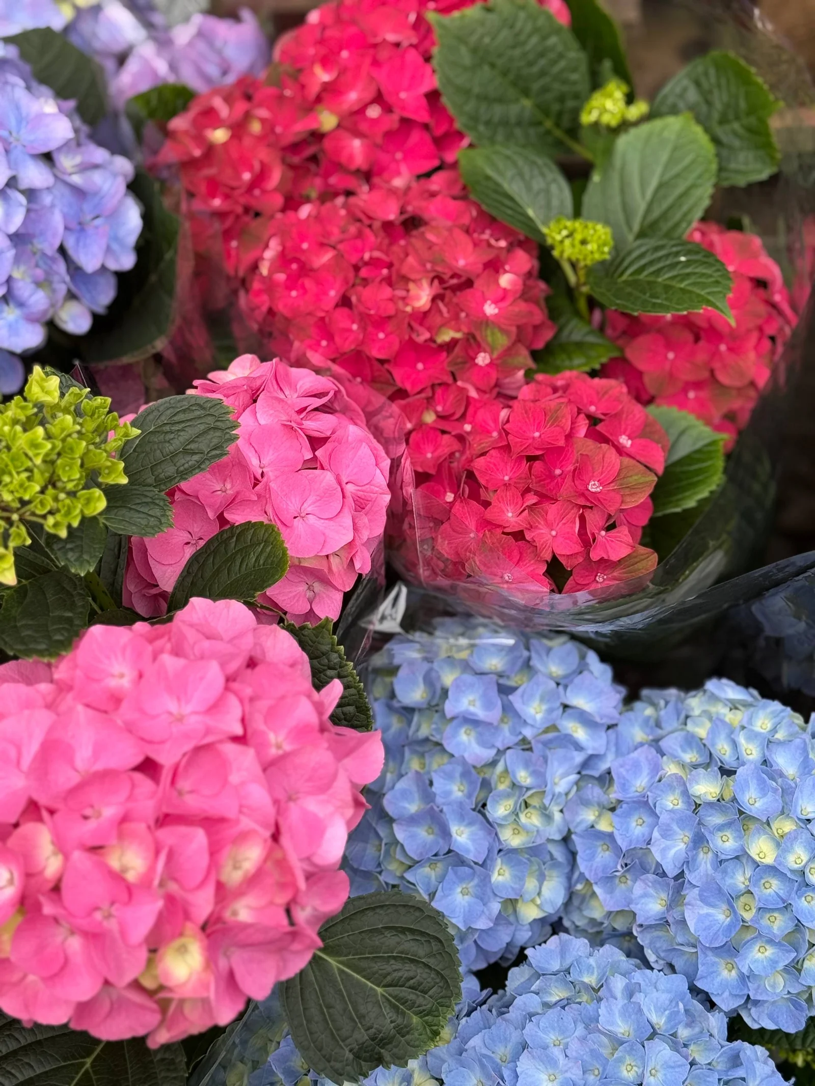 Гортензия в горшке