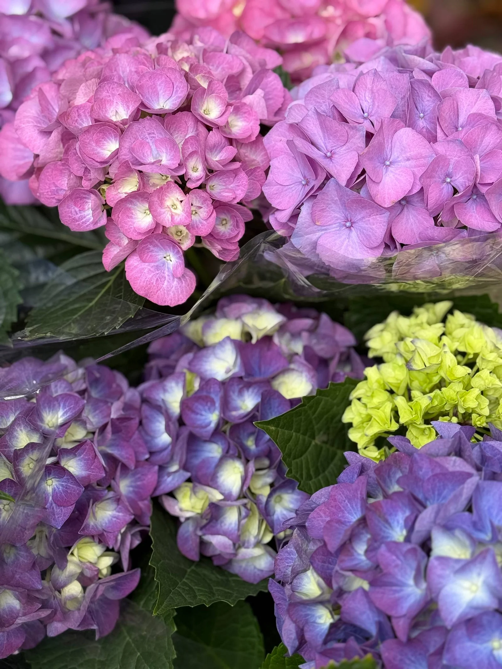 Гортензия в горшке