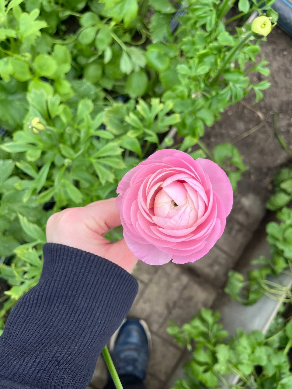 Ранункулюсы для посадки