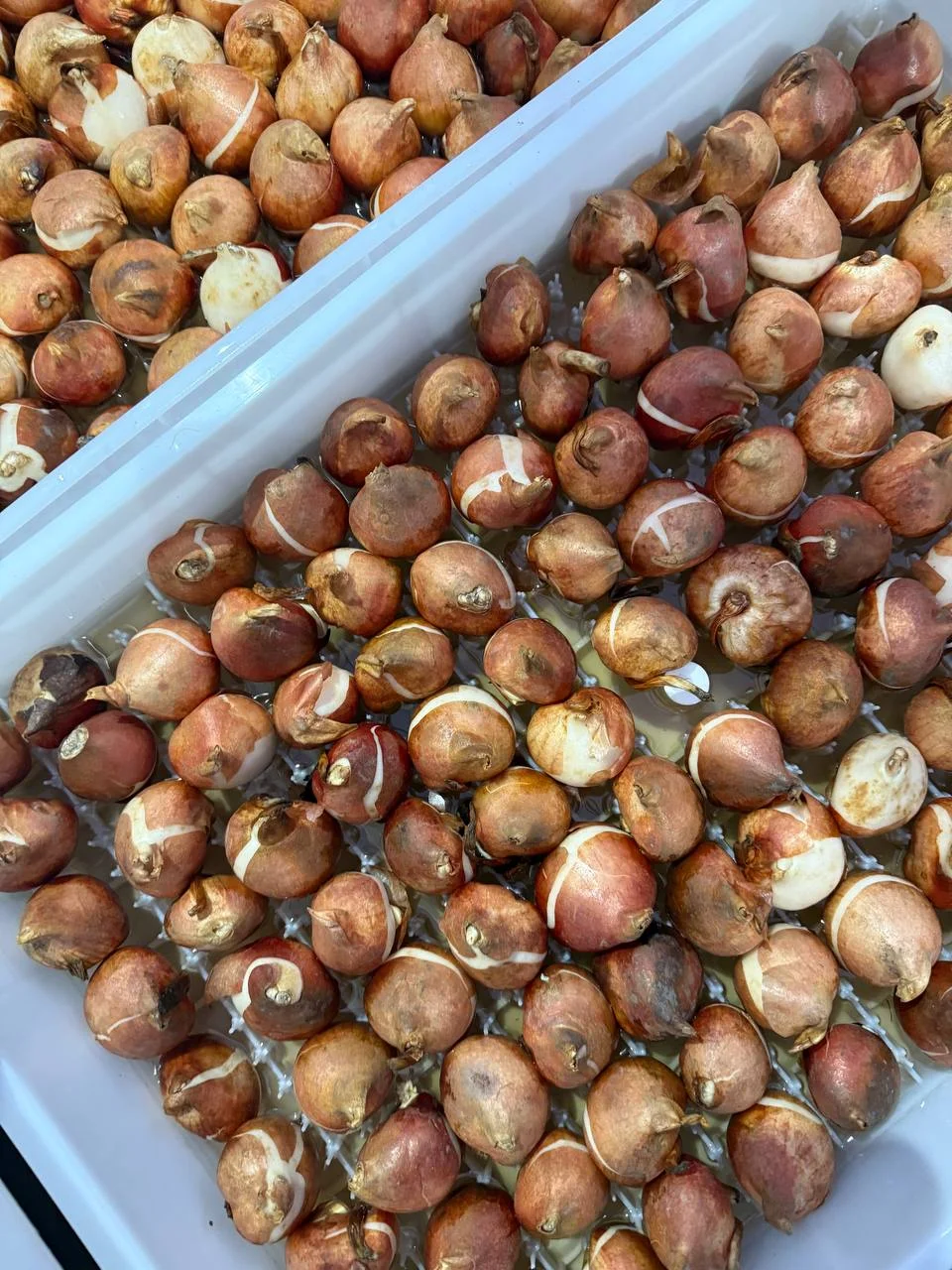 Луковицы тюльпанов