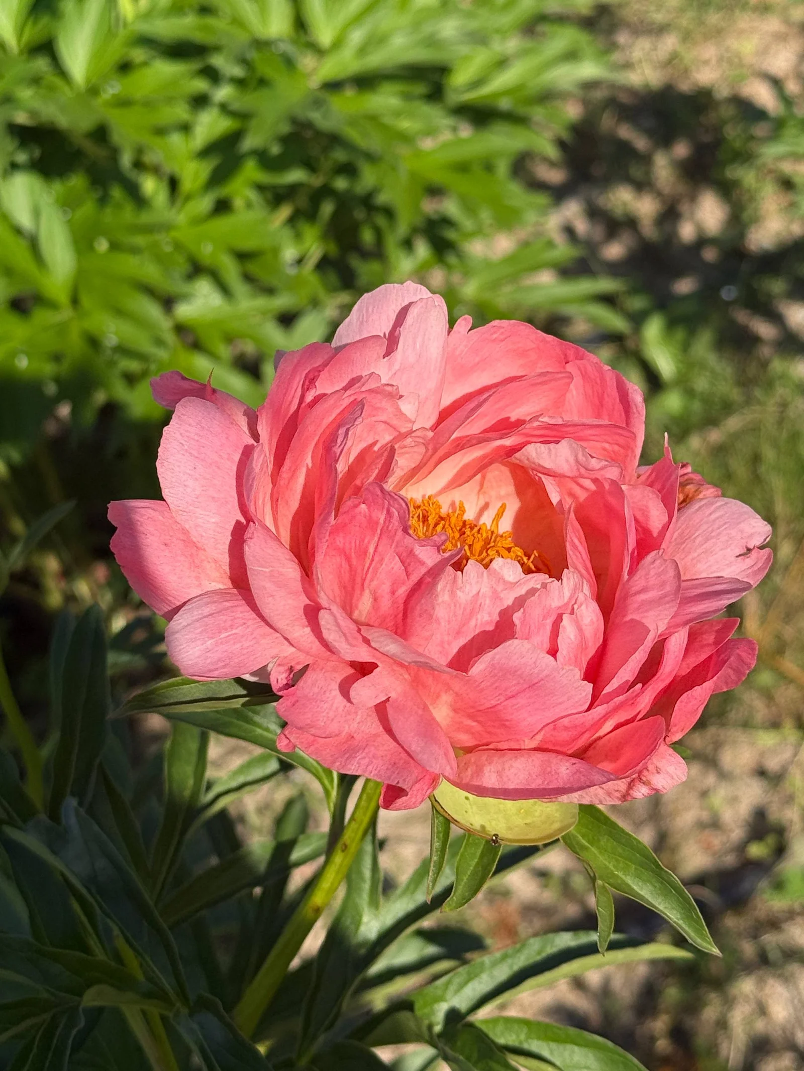 Корень пиона Coral Sunset — предзаказ, 1 шт.