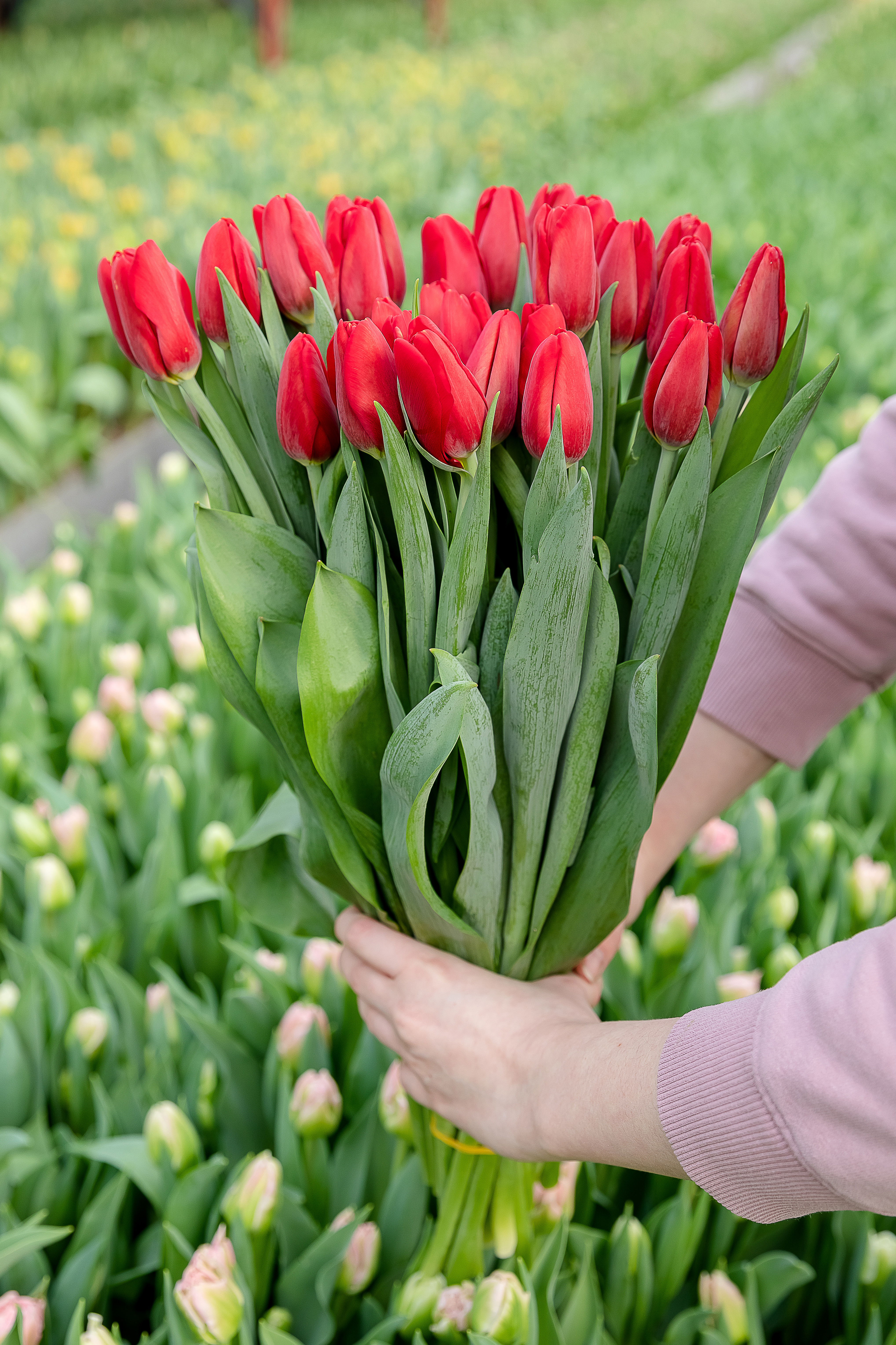 Предзаказ на 8 марта! Банч Тюльпанов Strong Love, 25 шт.