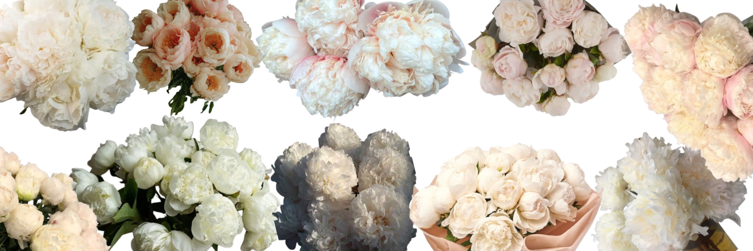 Корни пионов